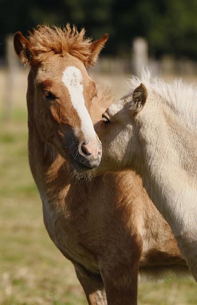 Gabriel und Myrdal 3.jpg